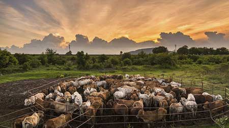 Livestock Depreciation